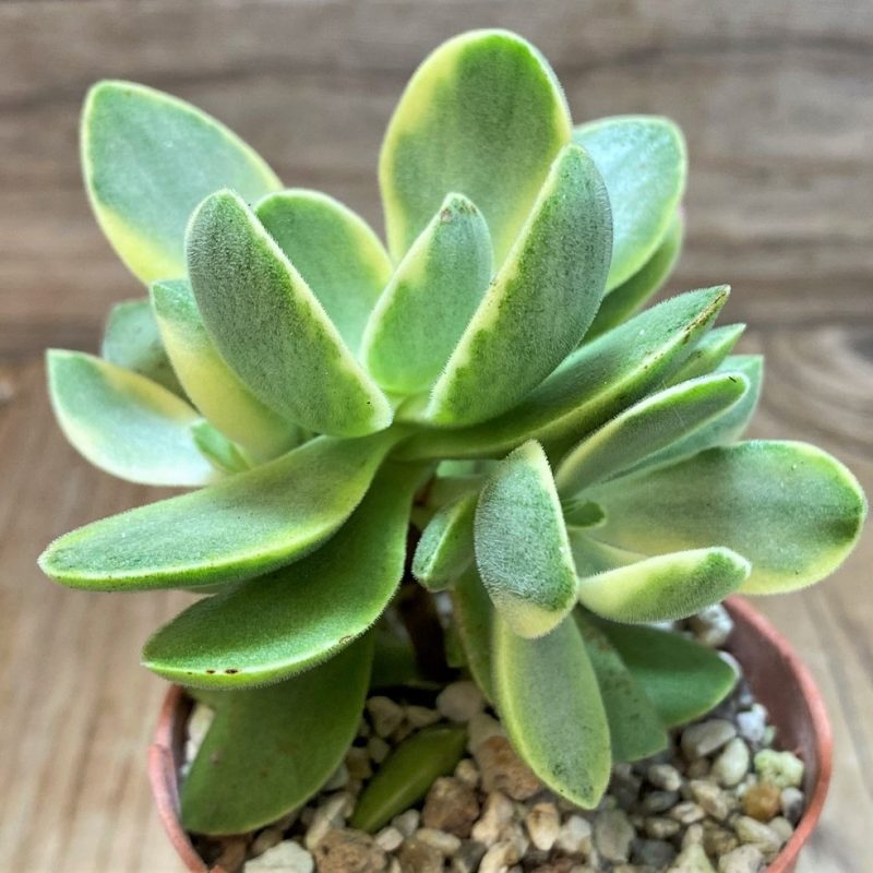 SH26007 Crassula 'Rusby' f. variegata