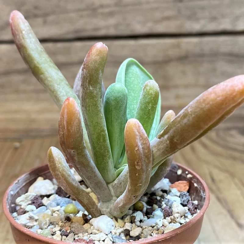 SH26008 Kalanchoe thyrsiflora ‘Monstrosa’