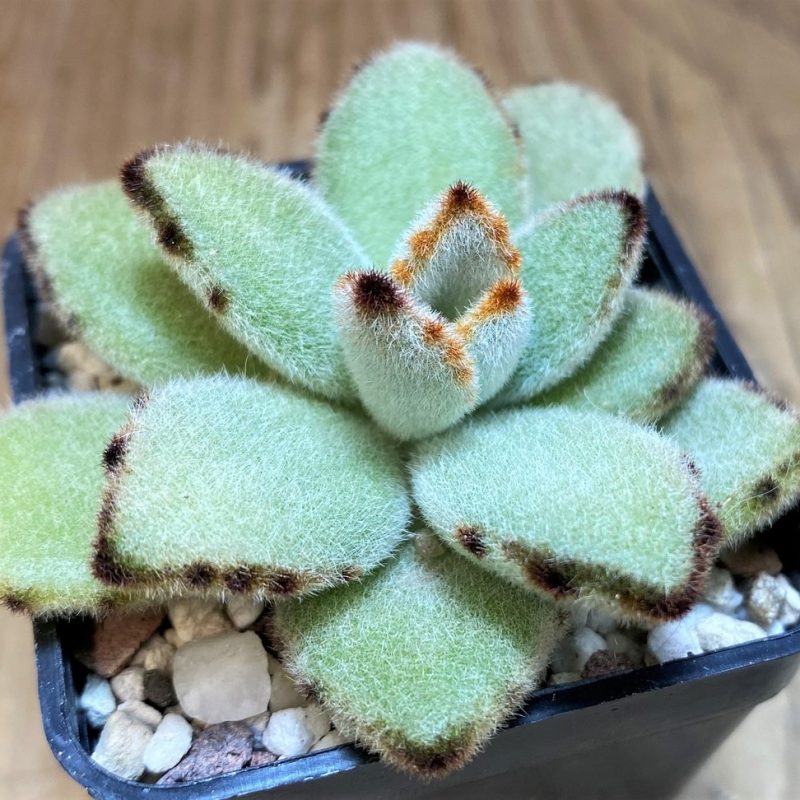 SH26009 Kalanchoe tomentosa