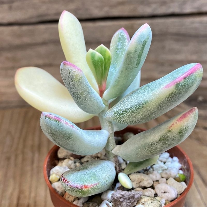 SH26010 Cotyledon orbiculata f. variegata