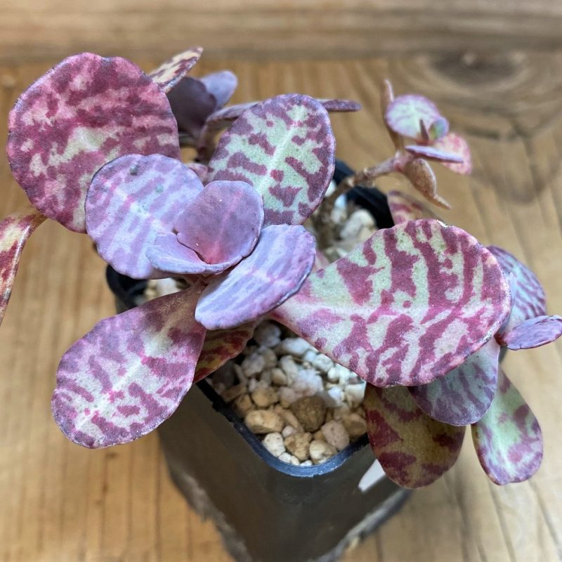 SH26011 Kalanchoe marmorata ‘Leopard’