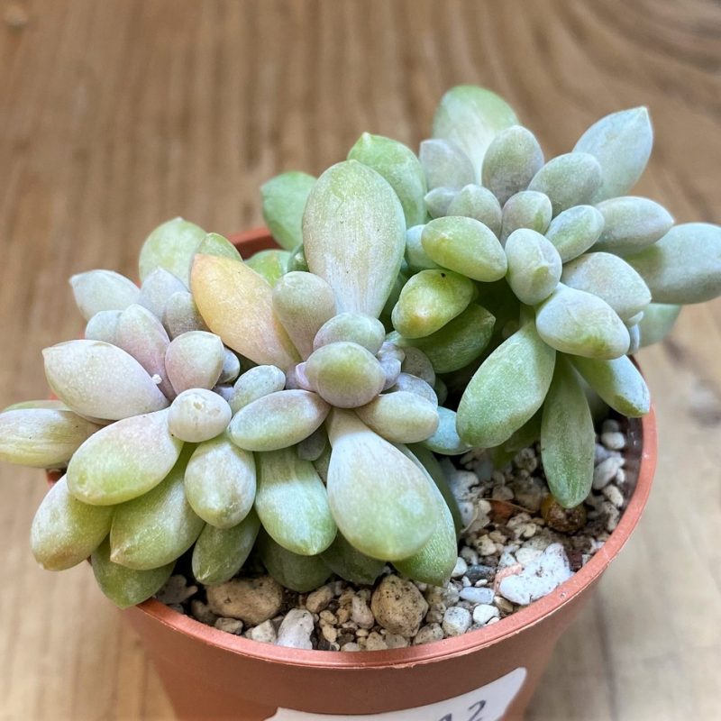 SH26012 Pachyveria 'Clavifolia' f. cristata