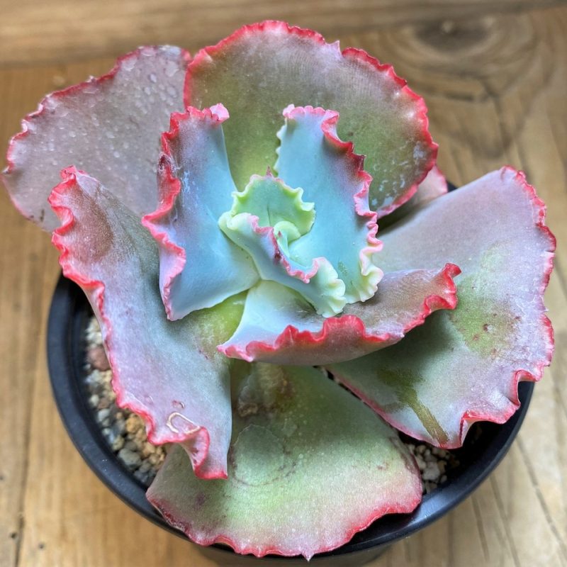 SH26015 Echeveria 'Crinoline'