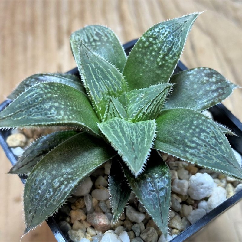 SH25952 Haworthia