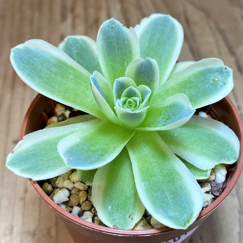 SH26016 Greenovia diplocycla f. variegata