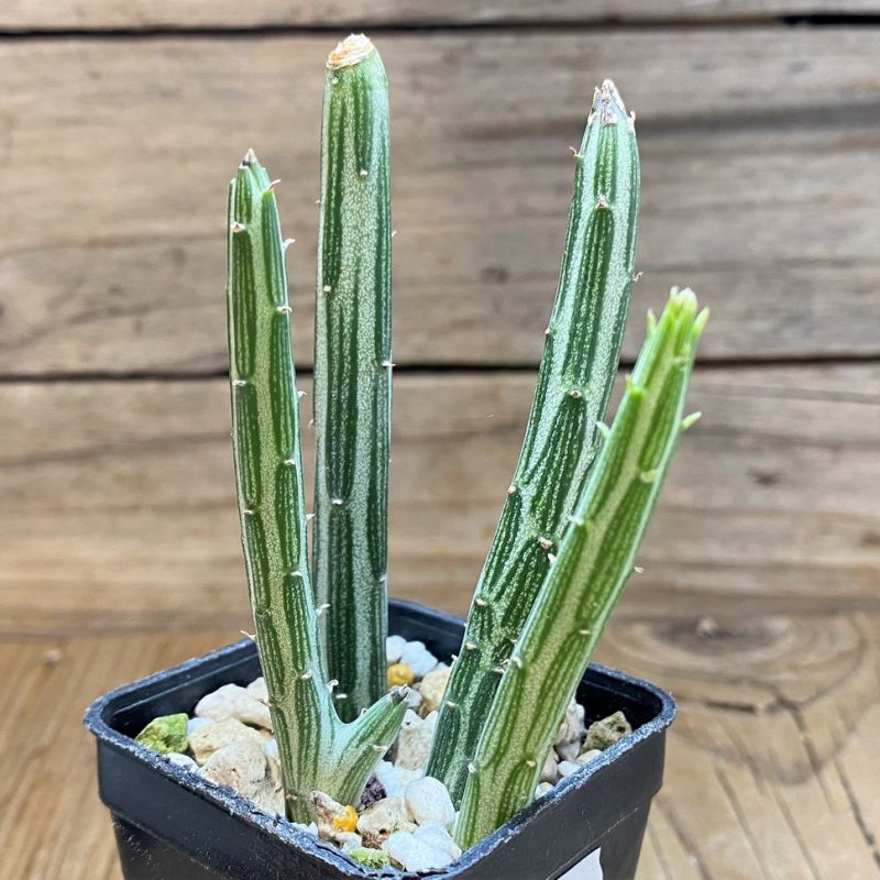 SH26018 Senecio stapeliiformis