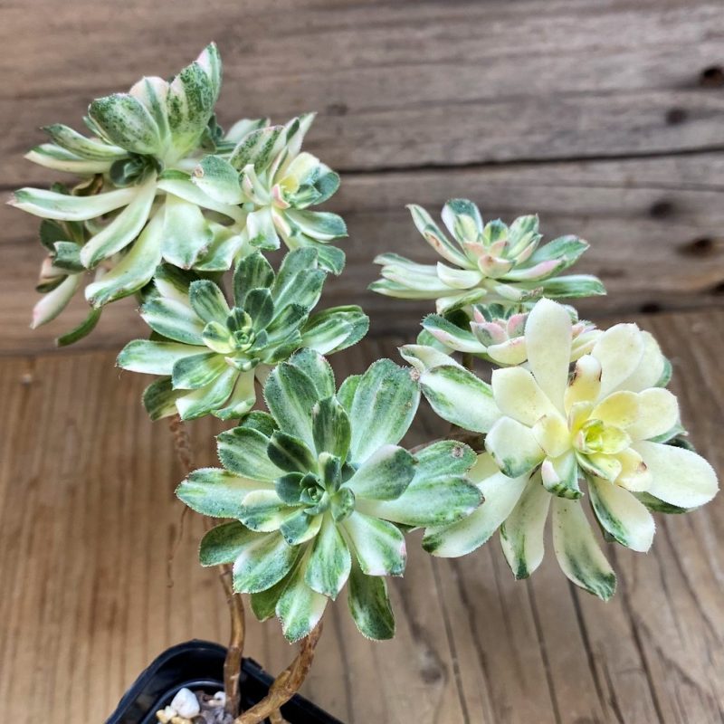 SH26019 Aeonium castello