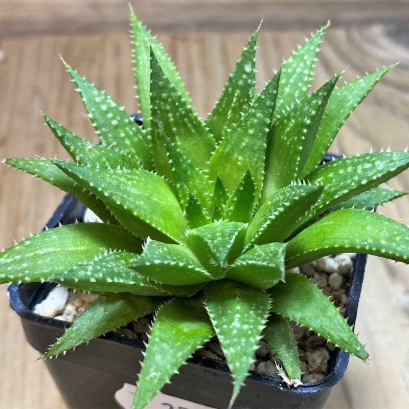 SH25958 Haworthia