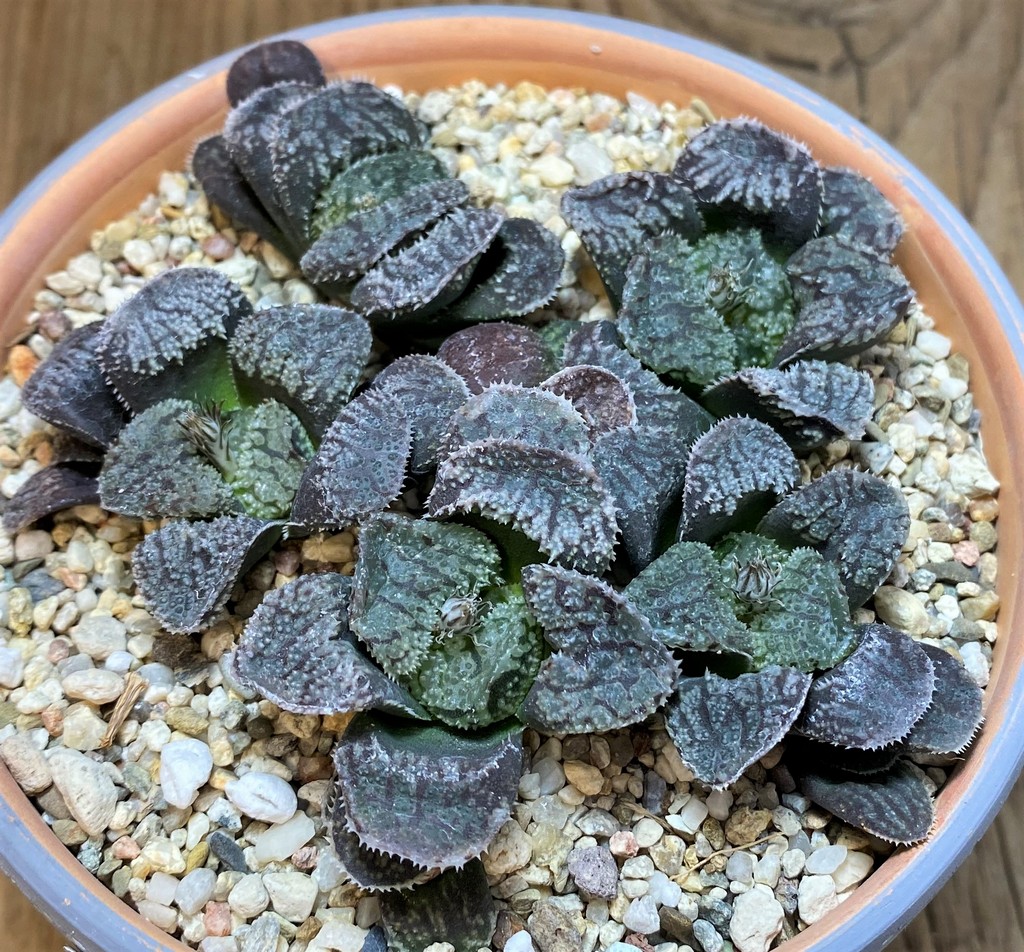 SH26020 Haworthia 'Mordor', 5 plants - Image 3