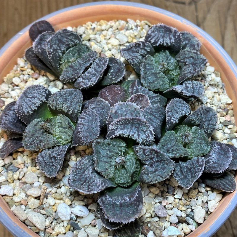 SH26020 Haworthia 'Mordor', 5 plants