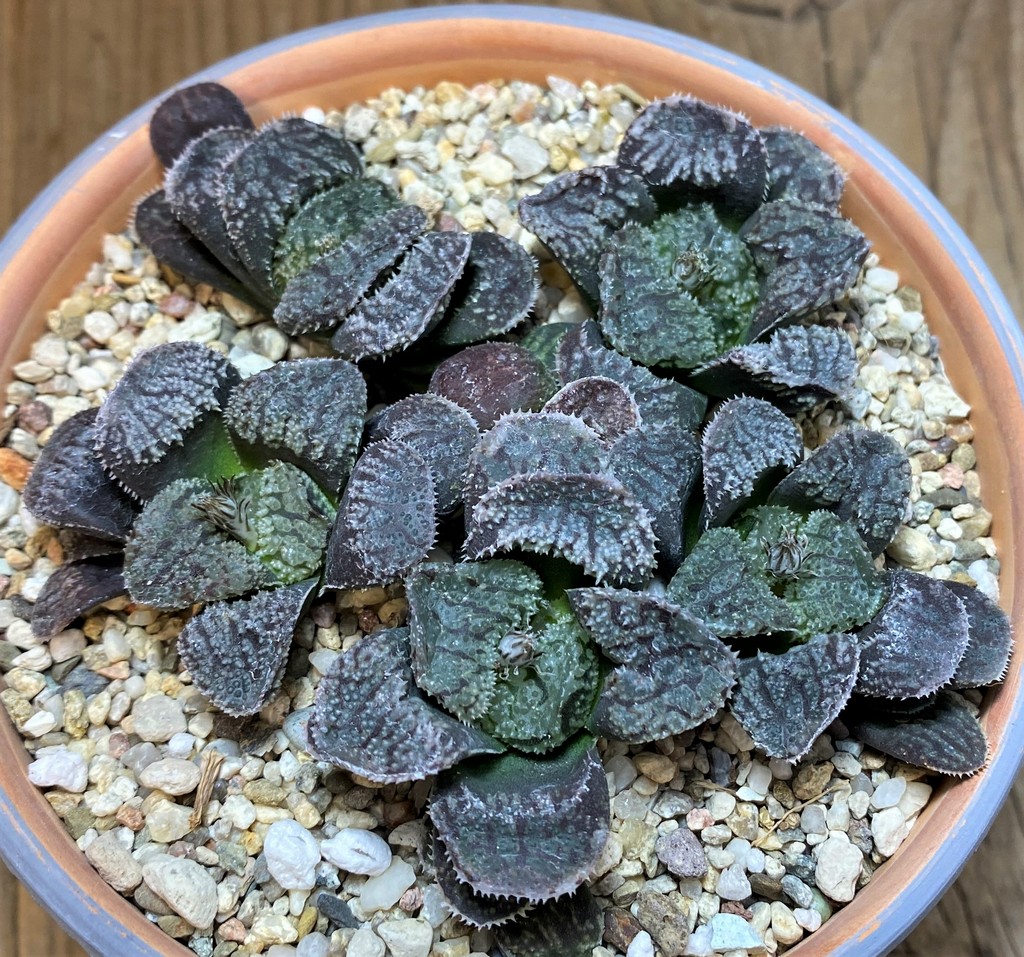 SH26020 Haworthia 'Mordor', 5 plants