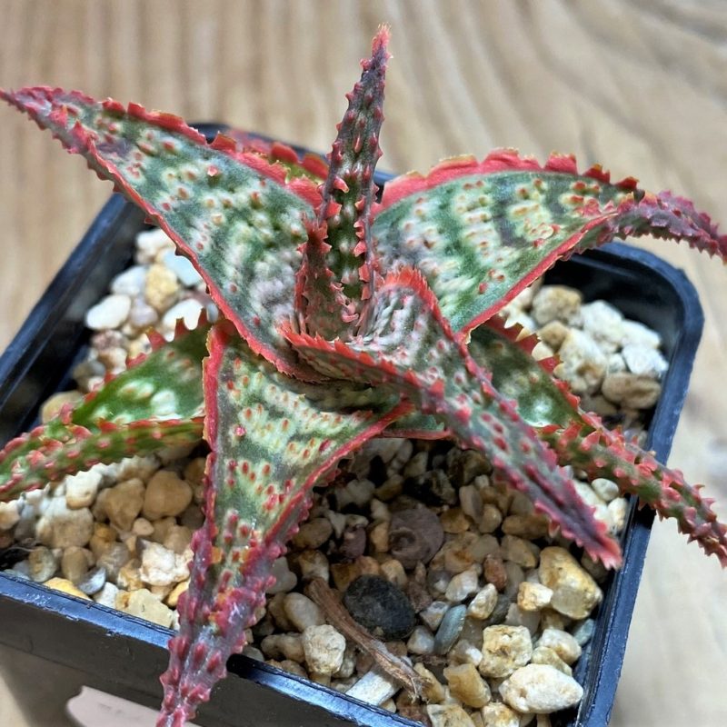 SH25959 Aloe TCT hybrid