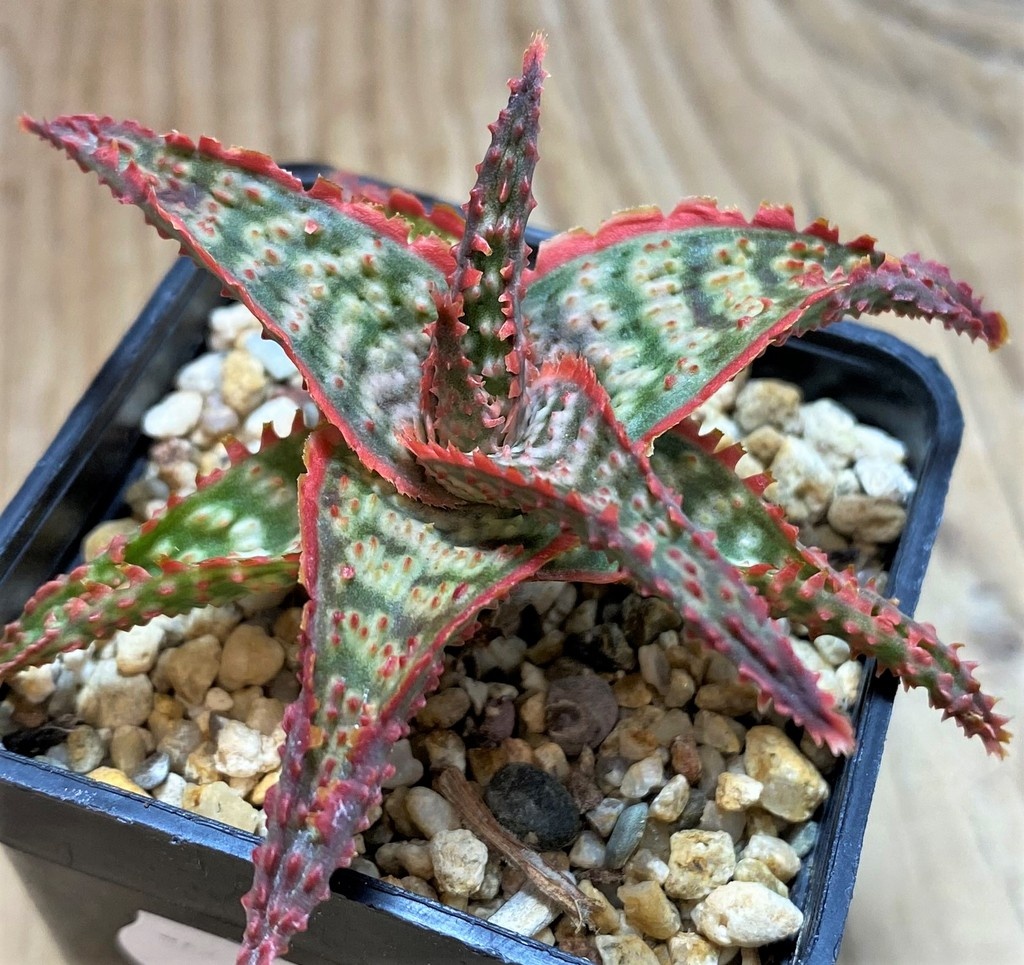 SH25959 Aloe TCT hybrid