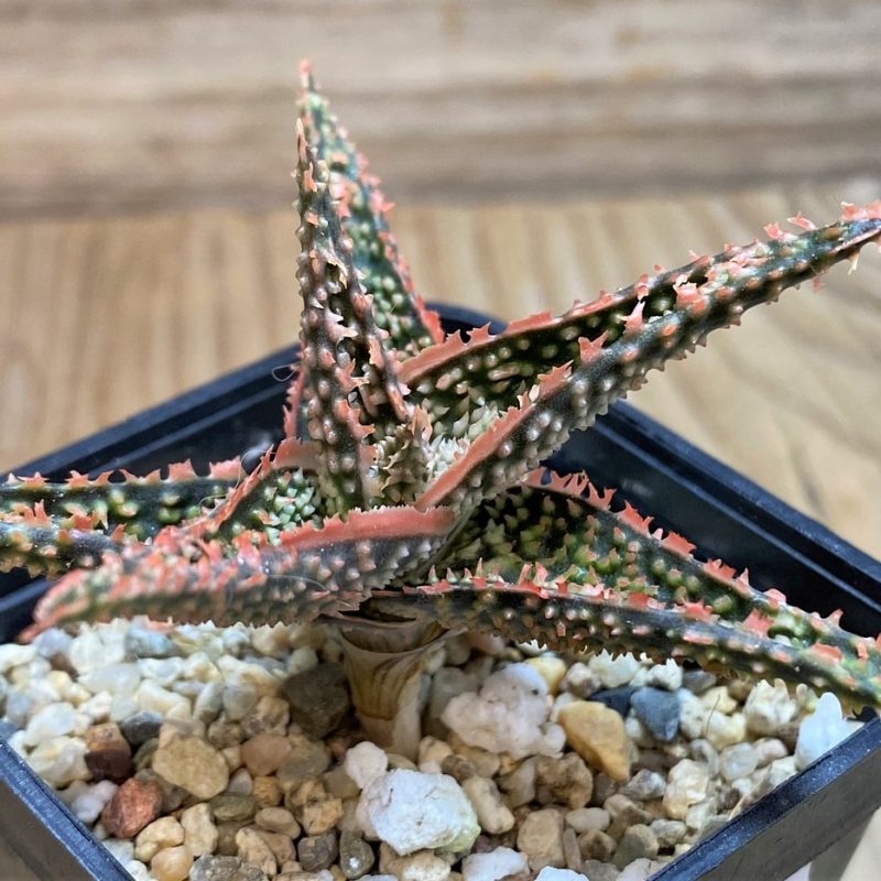 SH25960 Aloe TCT hybrid