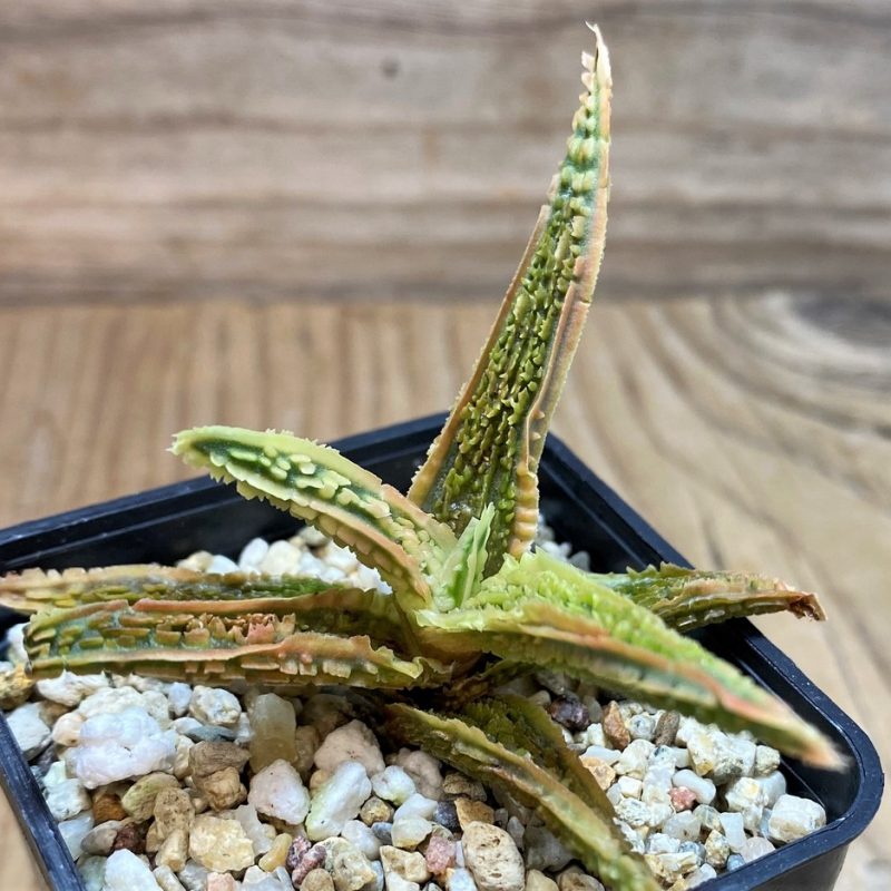 SH25961 Aloe TCT hybrid