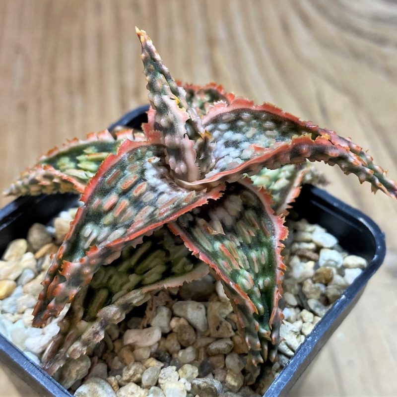 SH25962 Aloe TCT hybrid