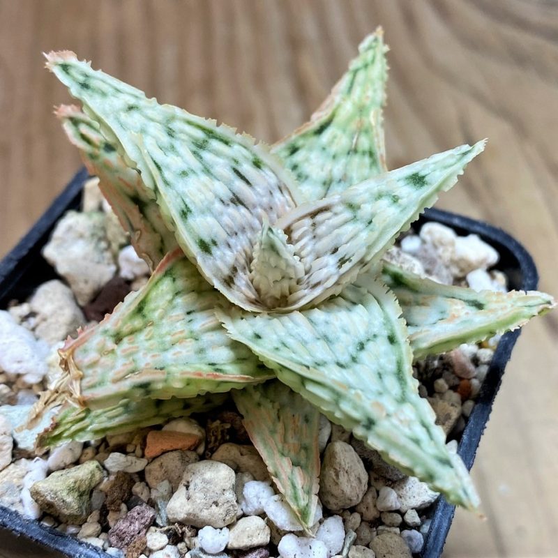 SH25963 Aloe TCT hybrid