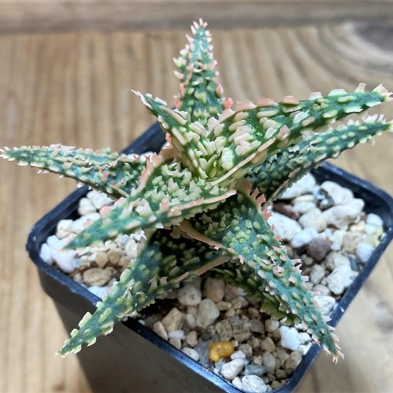 SH25964 Aloe TCT hybrid