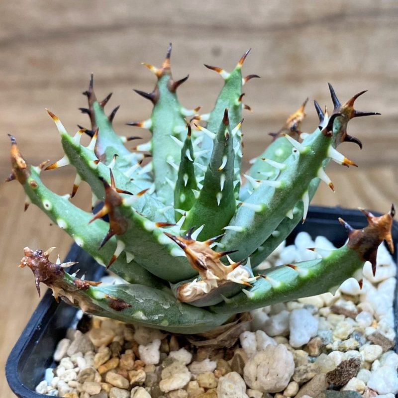 SH25966 Aloe erinacea