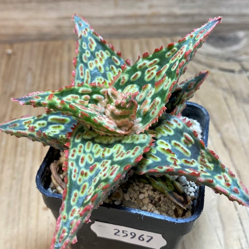 SH25967 Aloe TCT hybrid