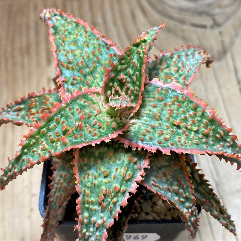 SH25969 Aloe TCT hybrid
