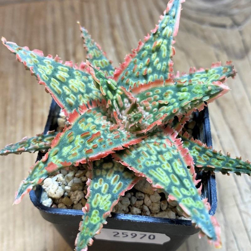 SH25970 Aloe TCT hybrid