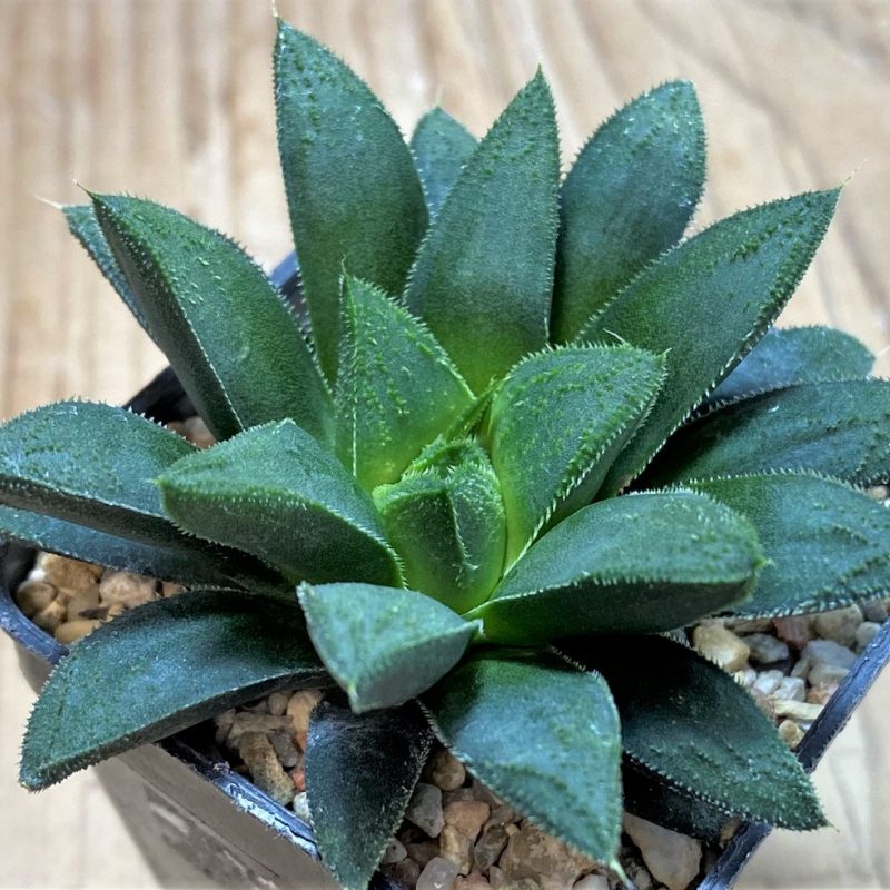 SH25953 Haworthia