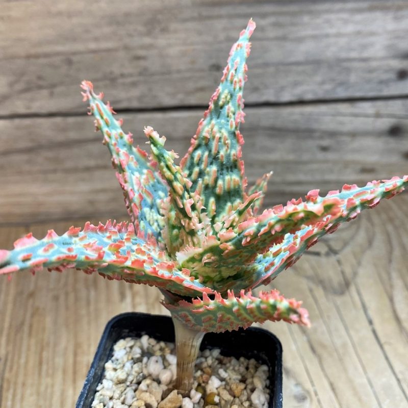 SH25971 Aloe TCT hybrid
