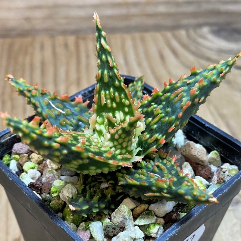 SH25972 Aloe TCT hybrid