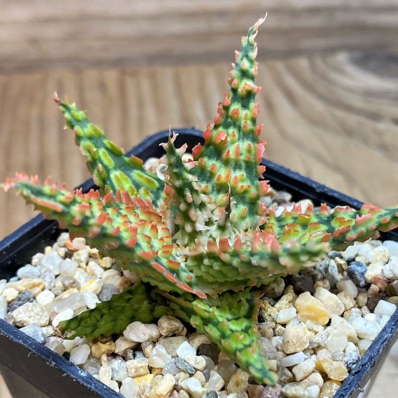 SH25973 Aloe TCT hybrid
