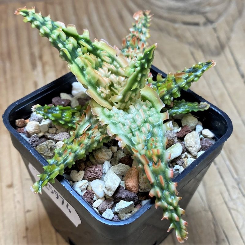 SH25974 Aloe TCT hybrid