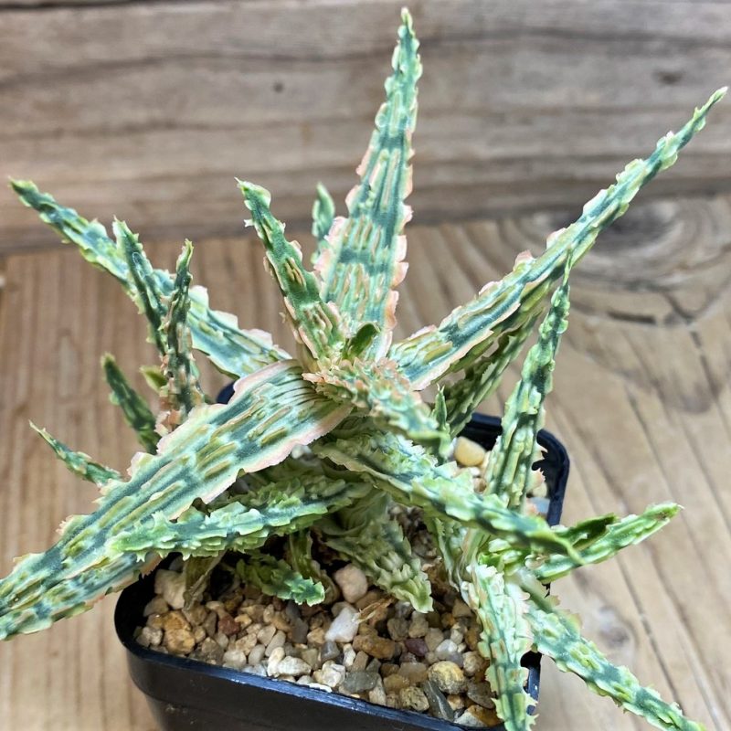 SH25975 Aloe TCT hybrid