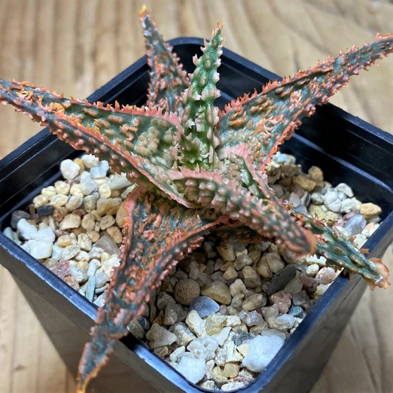 SH25976 Aloe TCT hybrid