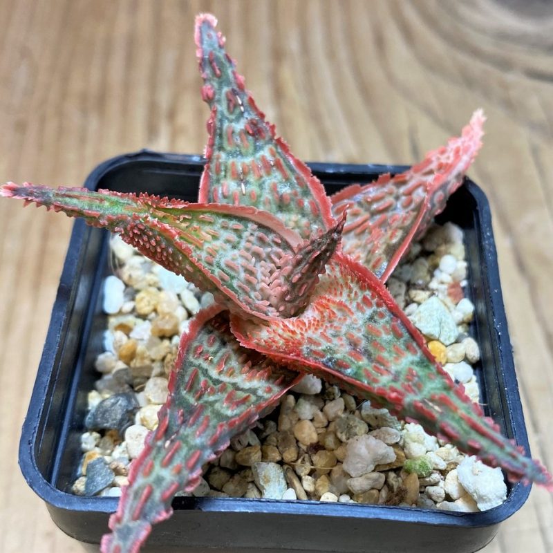 SH25977 Aloe TCT hybrid