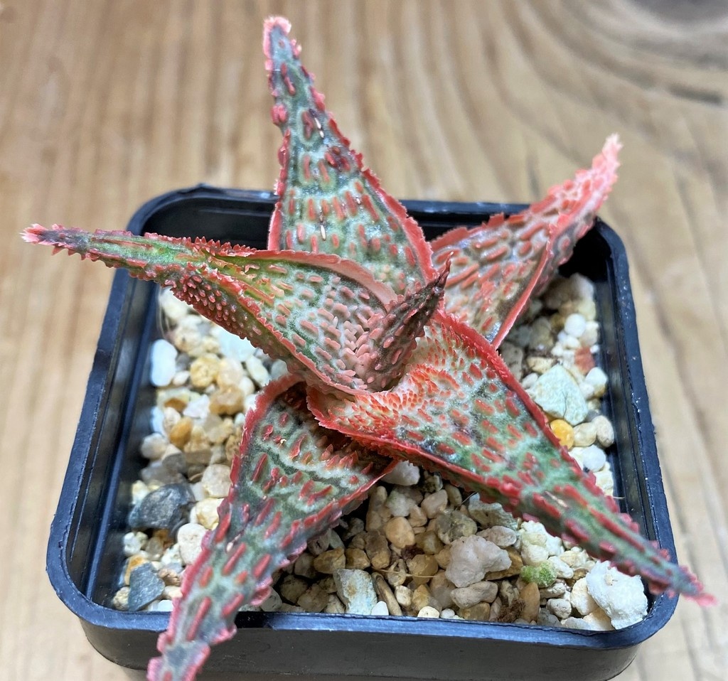 SH25977 Aloe TCT hybrid