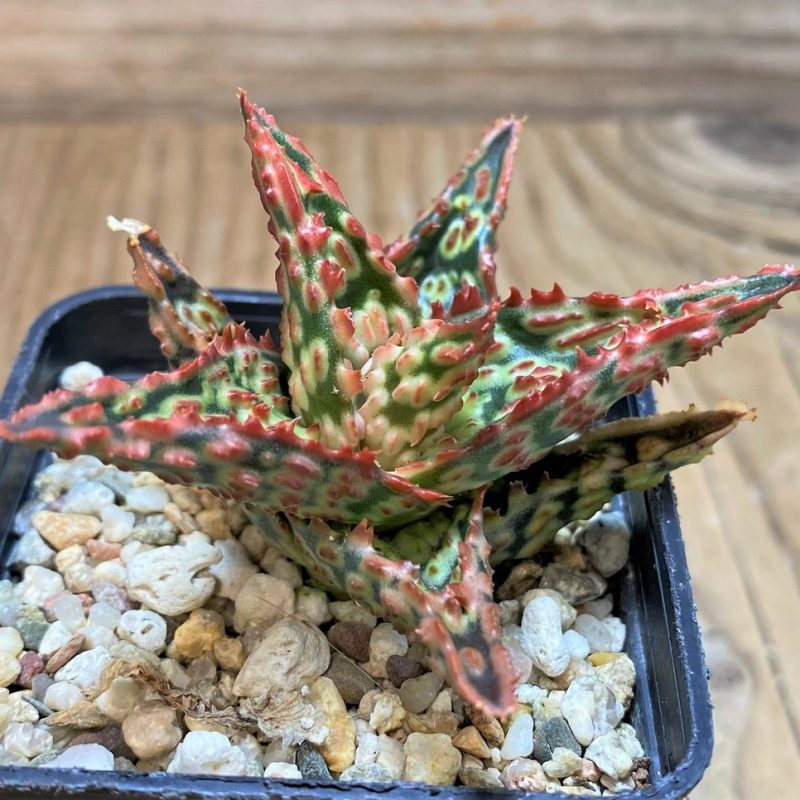 SH25978 Aloe TCT hybrid