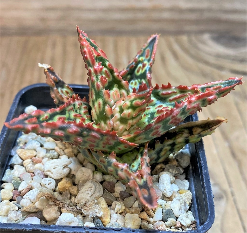SH25978 Aloe TCT hybrid