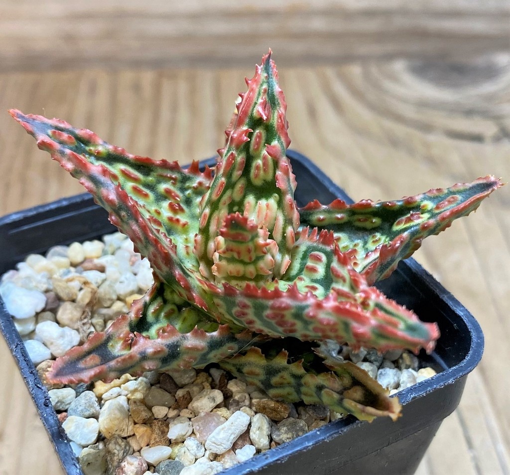 SH25978 Aloe TCT hybrid - Image 2