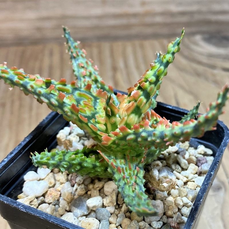 SH25979 Aloe TCT hybrid