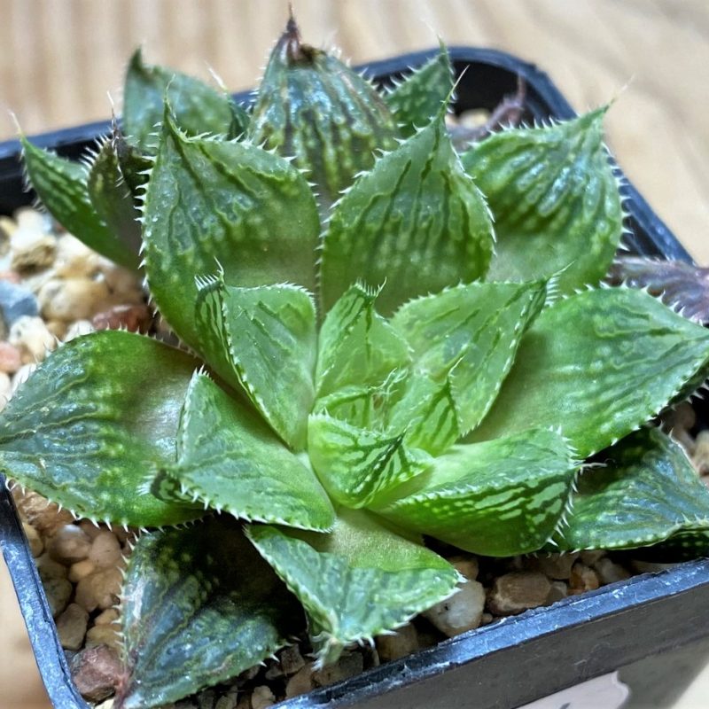 SH25954 Haworthia