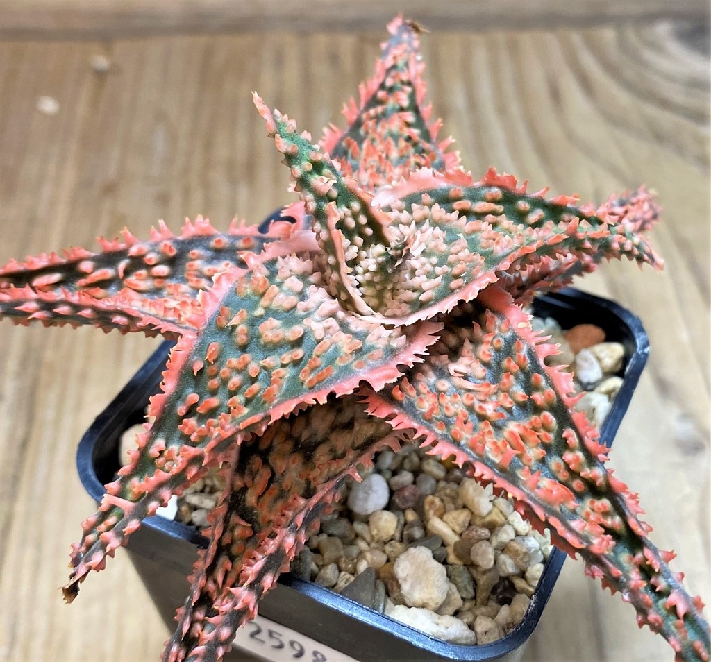 SH25981 Aloe TCT hybrid - Image 2