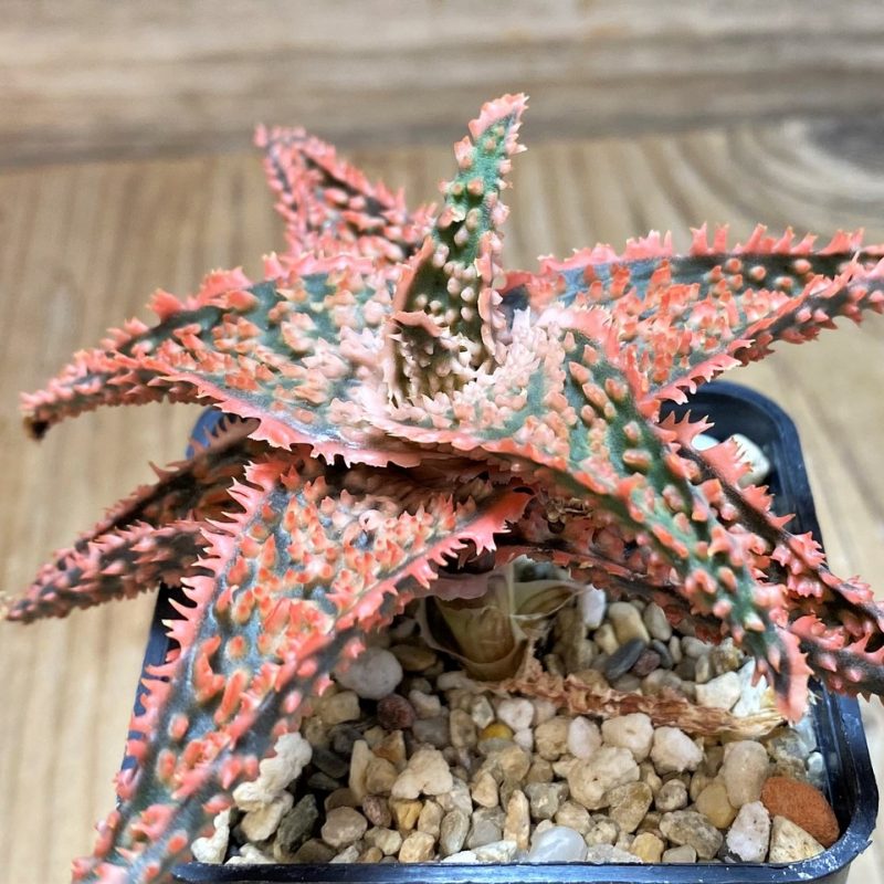 SH25981 Aloe TCT hybrid