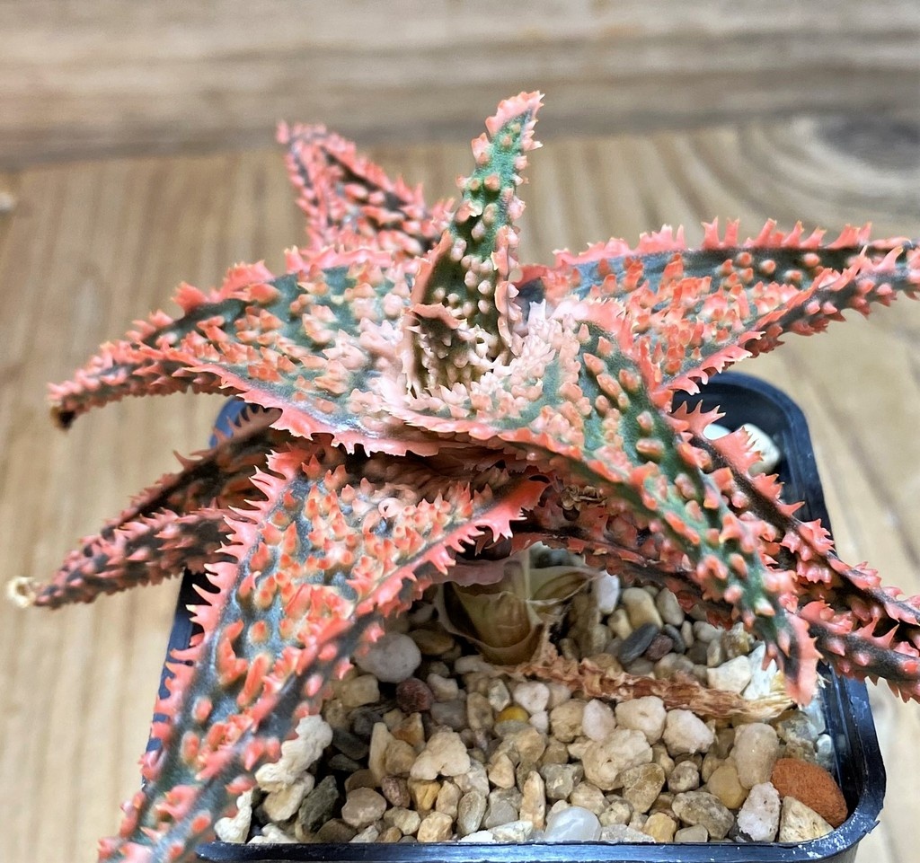SH25981 Aloe TCT hybrid