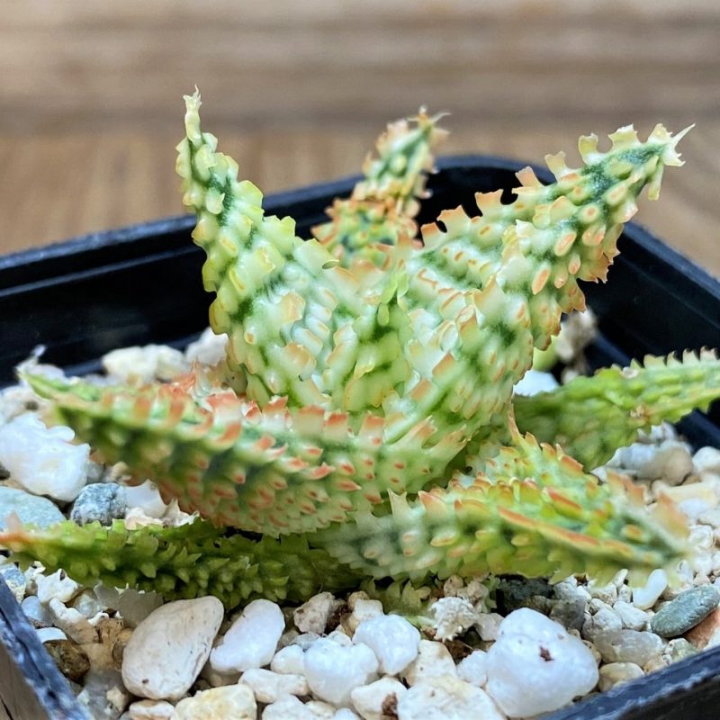 SH25983 Aloe TCT hybrid