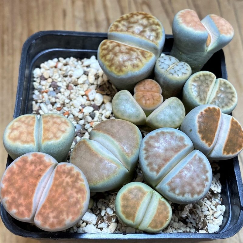 SH27103 Lithops mix