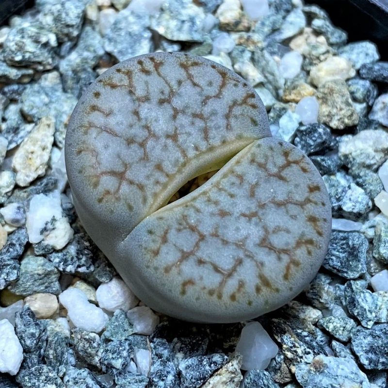 SH27104 Lithops pseudotruncatella