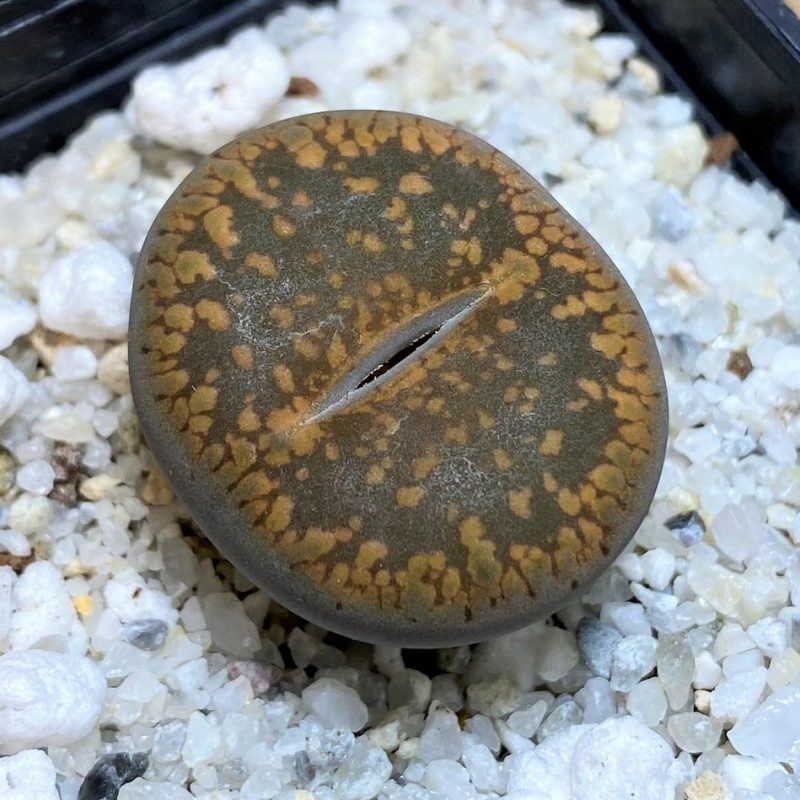 SH27105 Lithops aucampiae