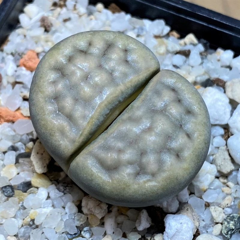 SH27106 Lithops karasmontana