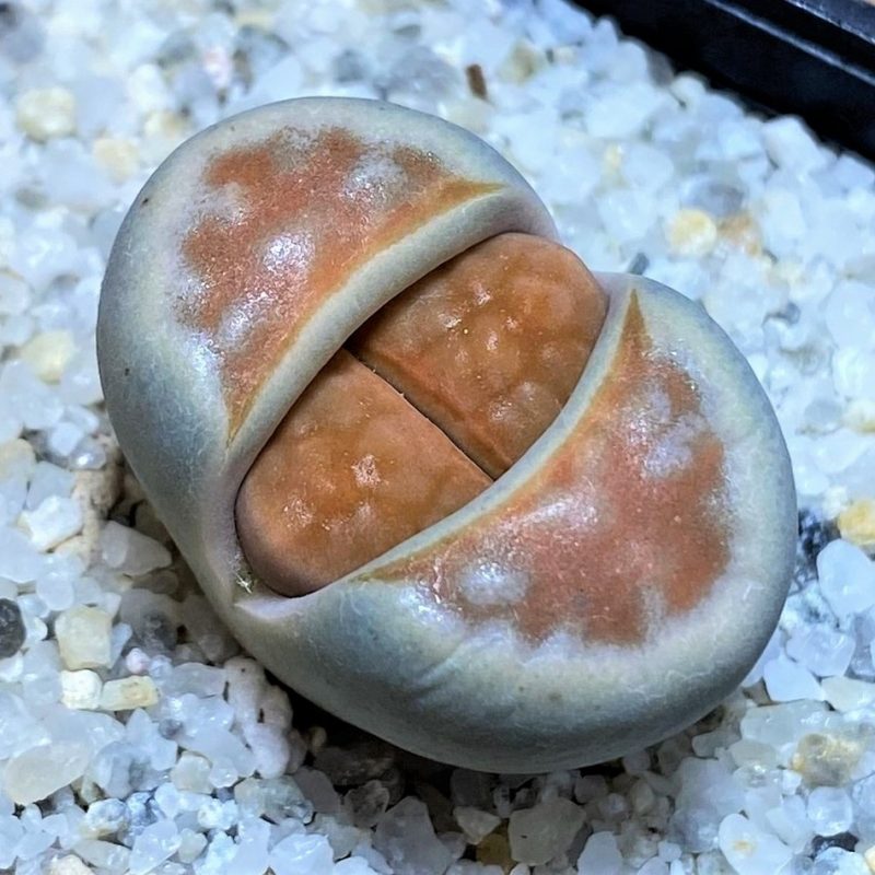 SH27107 Lithops karasmontana 'Lateritia'