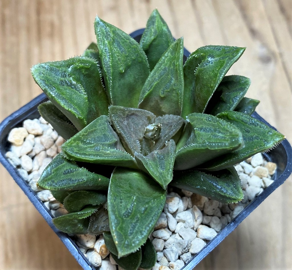SH27073 Haworthia hybrid - Image 2